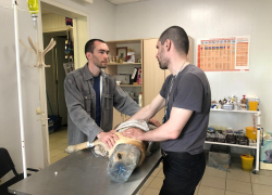 Дворняжку с пластиковой баклажкой на голове удалось поймать и освободить
