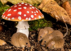 За прошедший месяц в Тамбовской области 22 человека отравились грибами