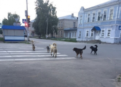 Бродячие собаки стали поводом для обсуждения в соцсетях