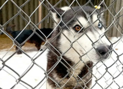Владельца Бондарского приюта для животных оштрафовали за труп животного на территории