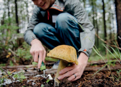 В Тамбовской области отравились двое грибников