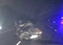 Под Тамбовом сбита корова. Водитель попал в больницу