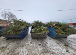 Сто пятьдесят кубометров новогодних ёлок разбились в щепки для тамбовского ипподрома