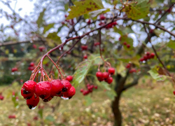 Начало недели будет холодным и пасмурным: ожидается значительное похолодание
