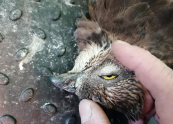 В мичуринском Центре охраны хищных птиц пытаются спасти редкого осоеда