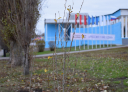 В Тамбове на Советской высадят 385 деревьев к юбилею города