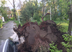 В Котовске дерево упало на двоих горожан 