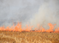 Виновных в пожаре на полях Ржаксинского района накажут