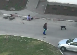 На севере Тамбова собака покусала несколько человек