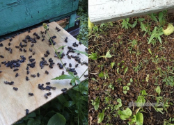 Тамбовские пасечники снова жалуются на массовую гибель пчёл из-за агрессивной обработки полей