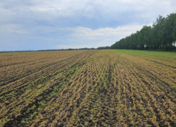 Аграрии Тамбовской области получили максимальные выплаты за уничтоженный заморозками урожай