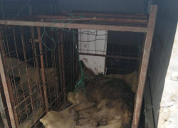 Из-за найденных трупов животных в Липецке собираются расторгнуть контракт с тамбовскими собаколовами
