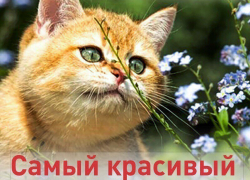 «Блокнот Тамбова» запускает пушистый конкурс «Самый красивый кот-2017»