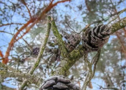 На праздничных февральских выходных в Тамбове ожидаются погодные качели