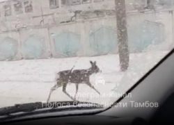 В Тамбов снова прибежала косуля