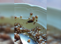 Тараканам не удалось скрыться от прокуратуры в тамбовском колледже торговли, питания и сервиса