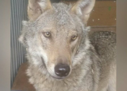 «Сампурский» волк Тайсон остаётся жить в Тамбове