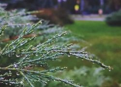 В Тамбовской области ожидаются заморозки и мокрый снег 