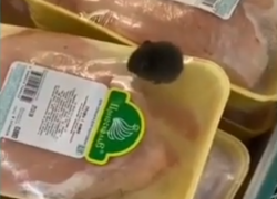 В супермаркете Тамбова по прилавку с замороженной продукцией бегает мышь