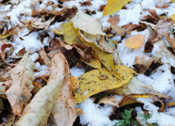 В Тамбове на выходных может выпасть первый снег