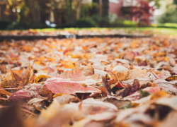 Тамбовскую область ждут выходные без осадков и потепление до +16