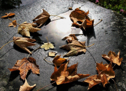 Погода в начале первой ноябрьской недели будет переменчивой