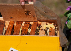 Пчеловоды региона объединились в кооператив