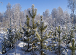 В Тамбовской области к Новому году заготовили около 30 тысяч хвойных деревьев 
