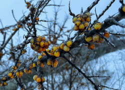 Конец рабочей недели в Тамбове будет пасмурным, дождливым и тёплым
