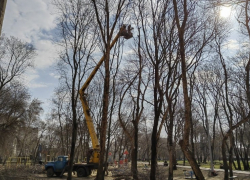 Проблему с «облысением» Тамбова хотят решить возрождением муниципального питомника