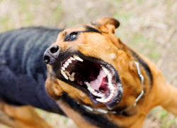 Тамбовские депутаты предлагают не выпускать «немотивированно агрессивных» животных на волю