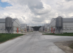 Экологи просят провести внеплановую проверку Токарёвской птицефабрики