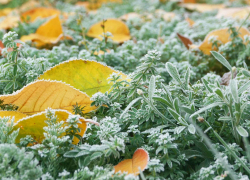 Начало недели в Тамбове: переменная облачность, ветер и ночные заморозки