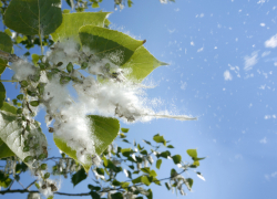 Тополиный пух, жара… Как защититься от аллергии