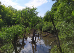 Тамбовские реки продолжат расчищать от мусора в 2022 году