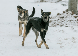 Жители юга Тамбова жалуются на свору агрессивных бродячих собак