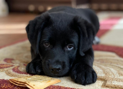 Опубликован график чипирования домашних животных в Тамбове 