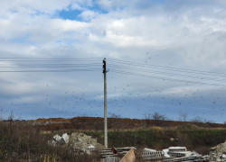 Орнитологи МичГау сочли меры по борьбе со скоплением птиц над мусорным полигоном под Тамбовом недостаточными