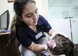 В 2020 году в МичГАУ начнут обучать ветеринаров