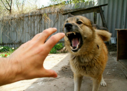 Карантин по бешенству в Тамбове снят