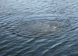В Сампурском районе в пруду утонул пожилой мужчина