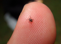 За неделю число укушенных клещами тамбовчан выросло больше чем вдвое