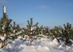 В Тамбовской области усилили меры по охране ёлок в лесах 