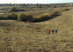 Тамбовские волонтёры возродили «Липовский лес»