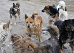 Тамбовчане собственными силами ухудшают ситуацию с бродячим собаками 