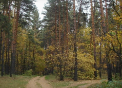 Директор Бондарского лесхоза уволен из-за подозрений в незаконной рубке леса
