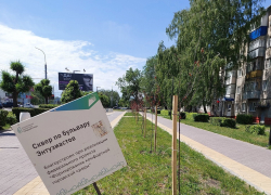 В Тамбове на бульваре Энтузиастов засохли посаженные весной деревья