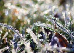 В начале недели ожидаются заморозки