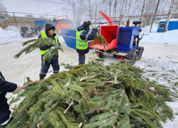 500 кубометров новогодних ёлок собрали на переработку в Тамбовской области