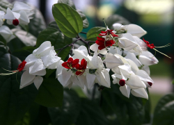 Традиционный фестиваль цветов пройдет в Тамбове три дня